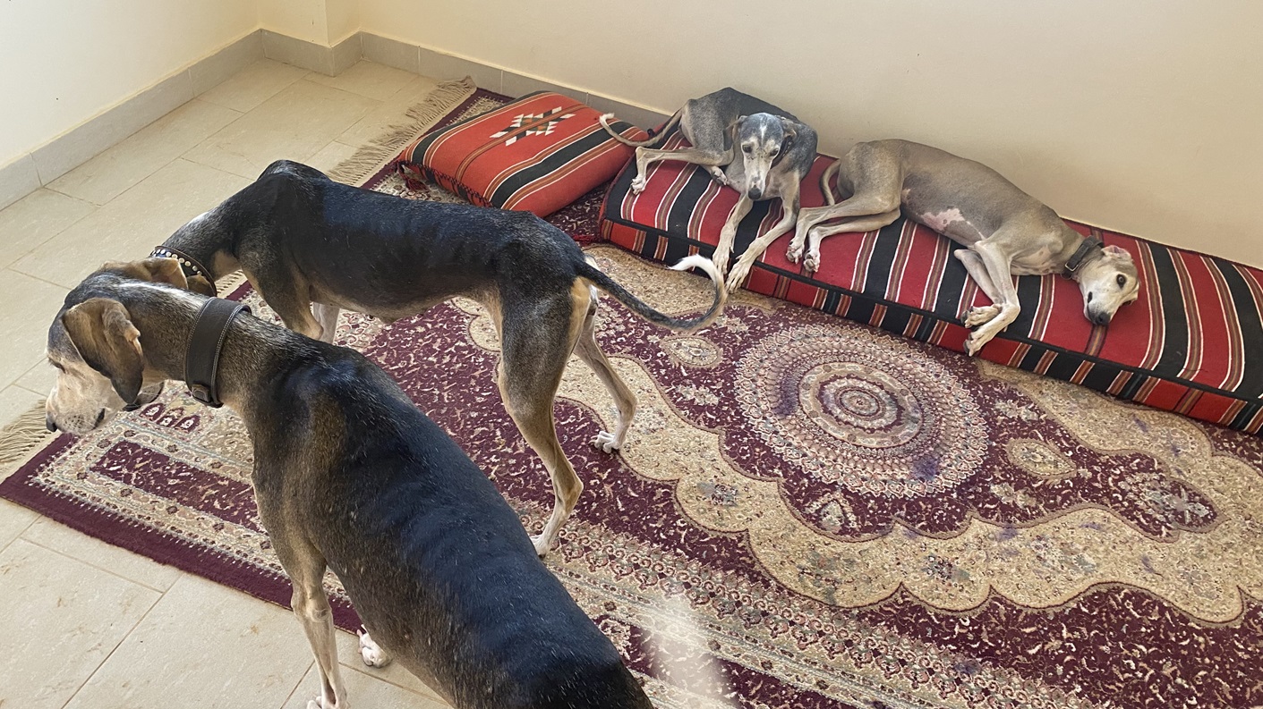abu_windhunde