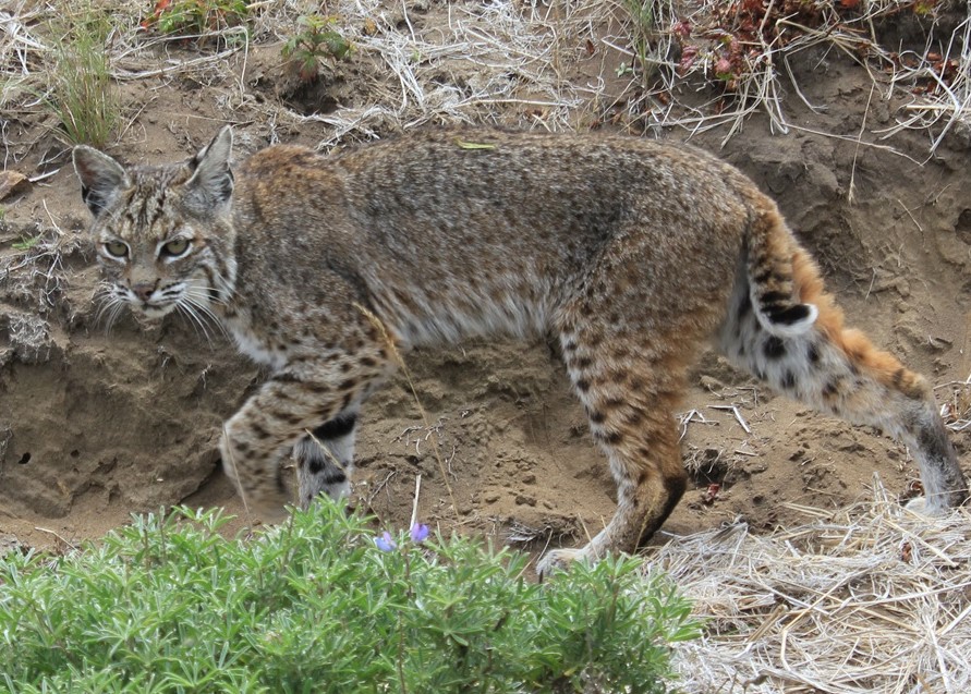 usa_bobcat