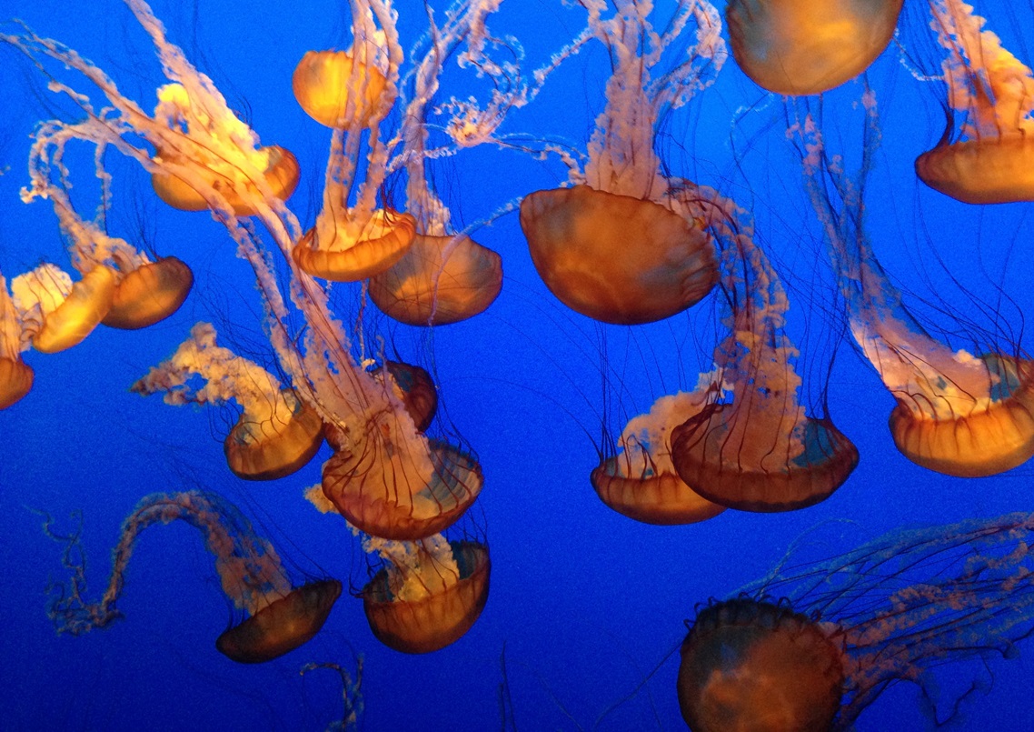 usa_monterey_aquarium
